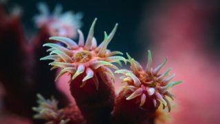 Puff: Wonders of the Reef Puffs Reich Wunder des Riffs
