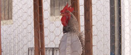 1001 Nacht Teil 1 Der Ruhelose