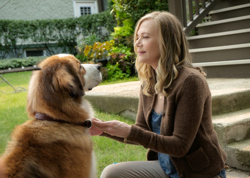 Bailey Ein Freund Fürs Leben Netflix