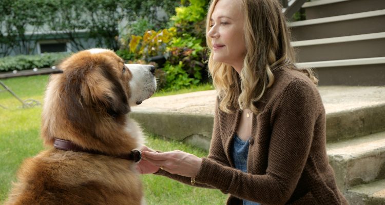 Bailey Ein Freund Fürs Leben Ganzer Film