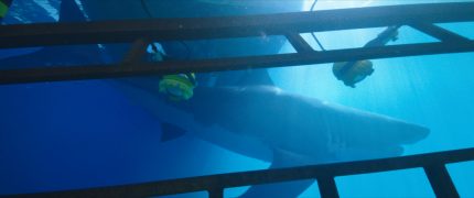 47 Meters Down