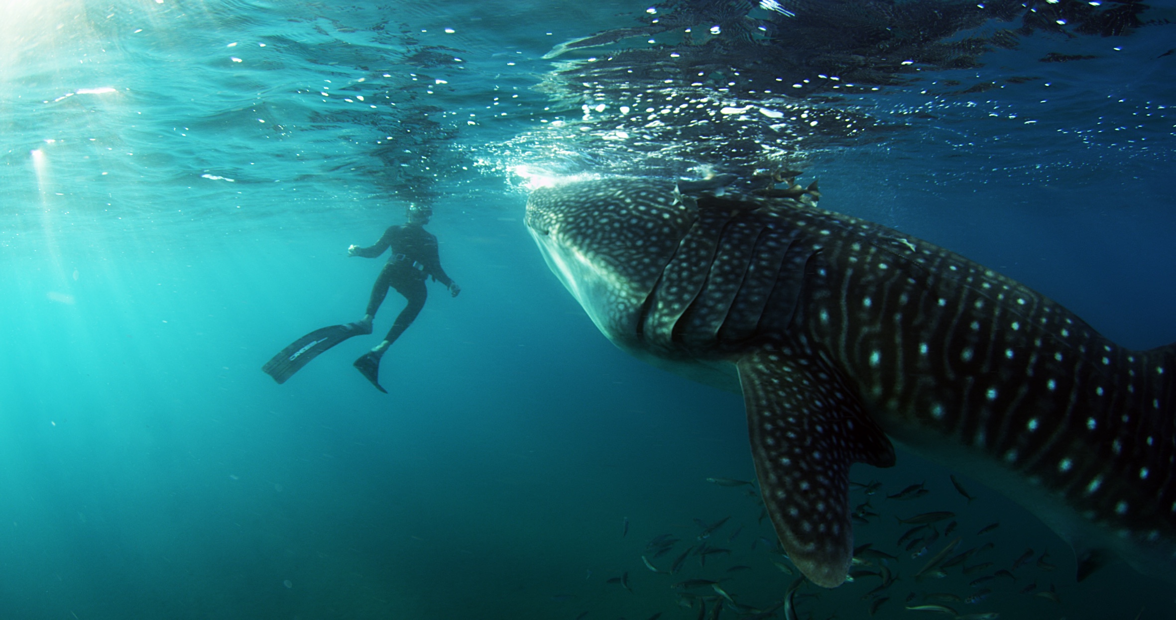 Die Farbe der Sehnsucht