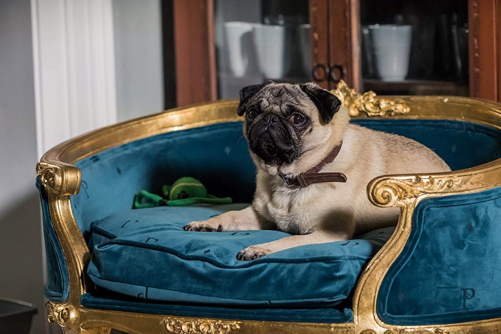 Ein Mops zum Verlieben Szene 6 FilmRezensionen.de Ein Mops zum Verlieben Szene 6 FilmRezensionen.de