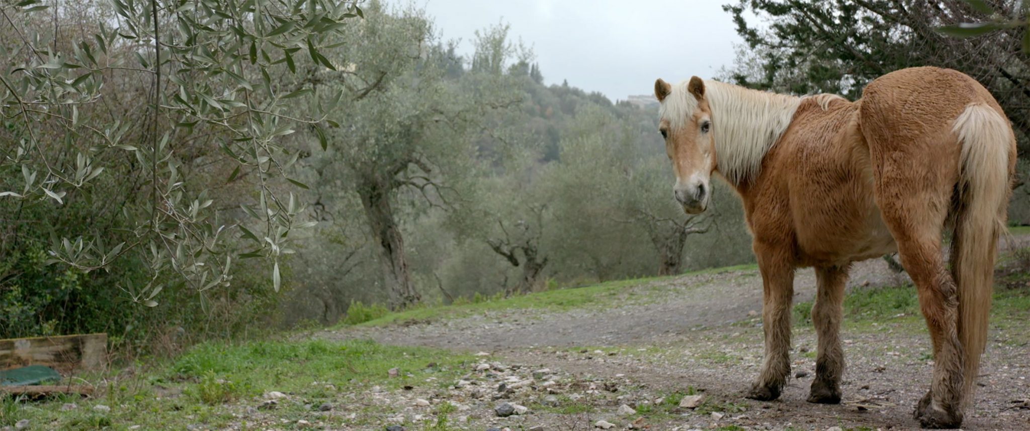 Oliver Schwabe [Interview] FilmRezensionen.de