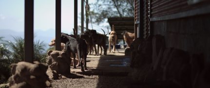 Cody - Wie ein Hund die Welt verändert