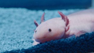 Fishlove Poissonsexe