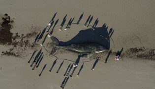 Fishlove Poissonsexe