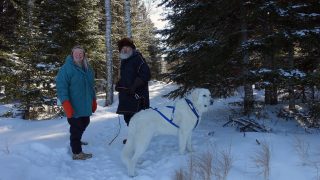 Die Rückkehr der Wölfe