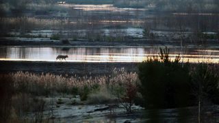 Die Rückkehr der Wölfe