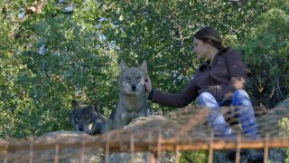 Die Rückkehr der Wölfe