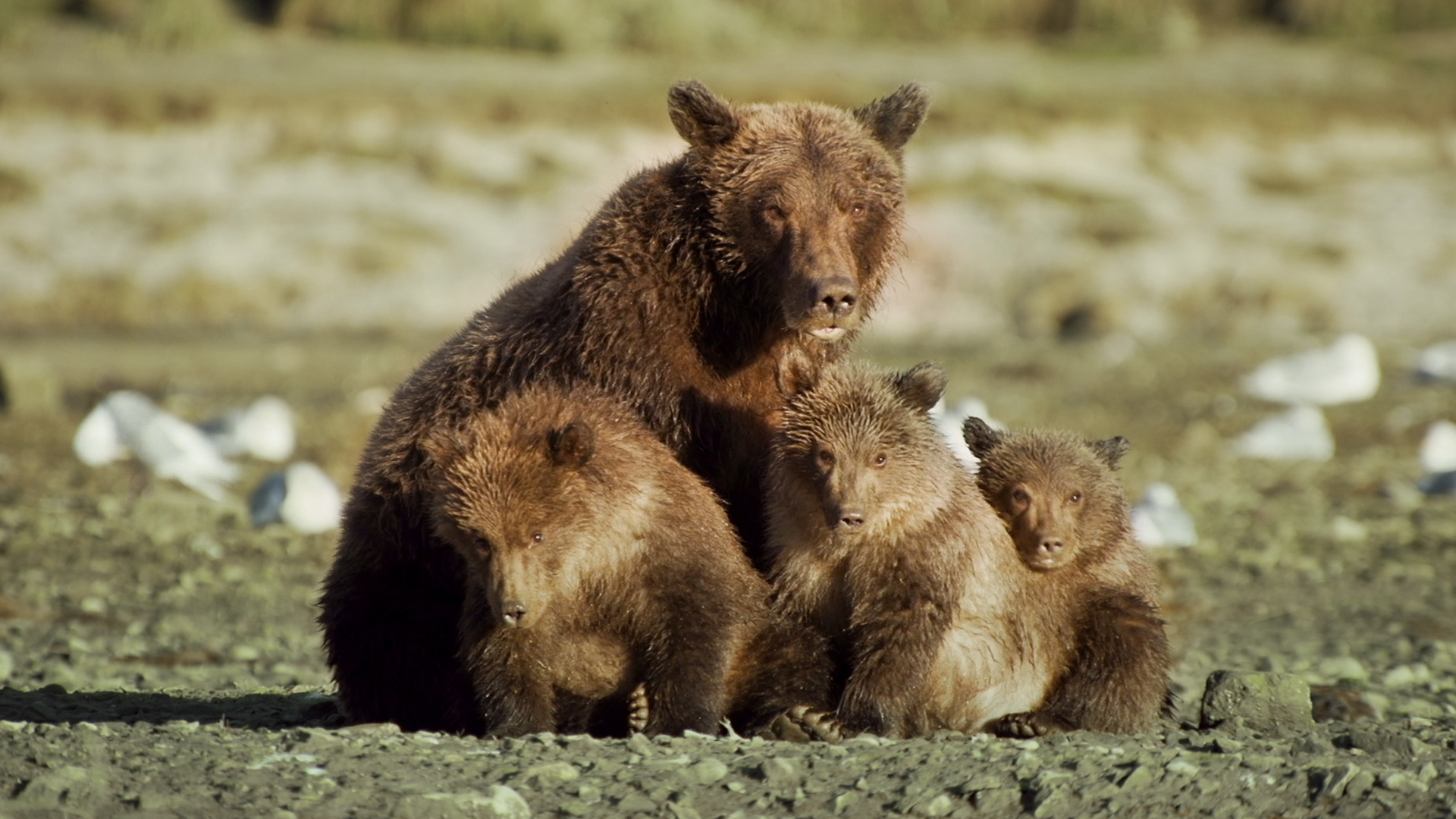 Der Bär in mir