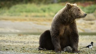 Der Bär in mir