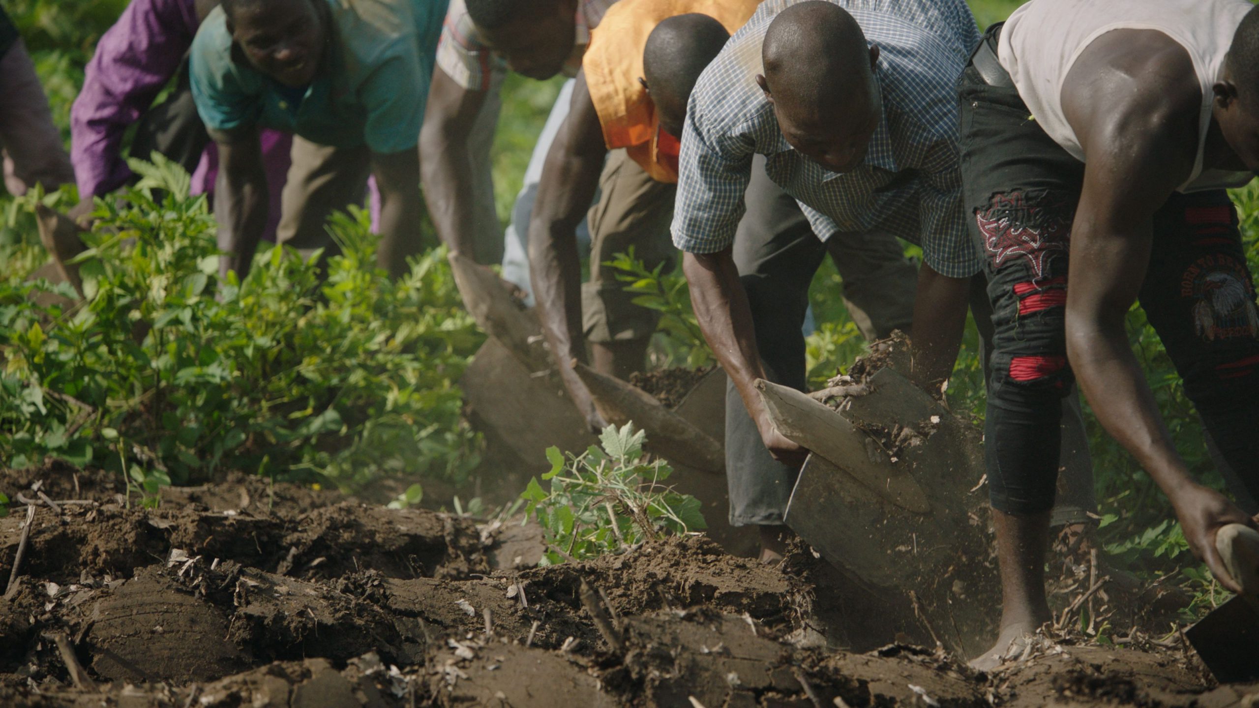 The Great Green Wall