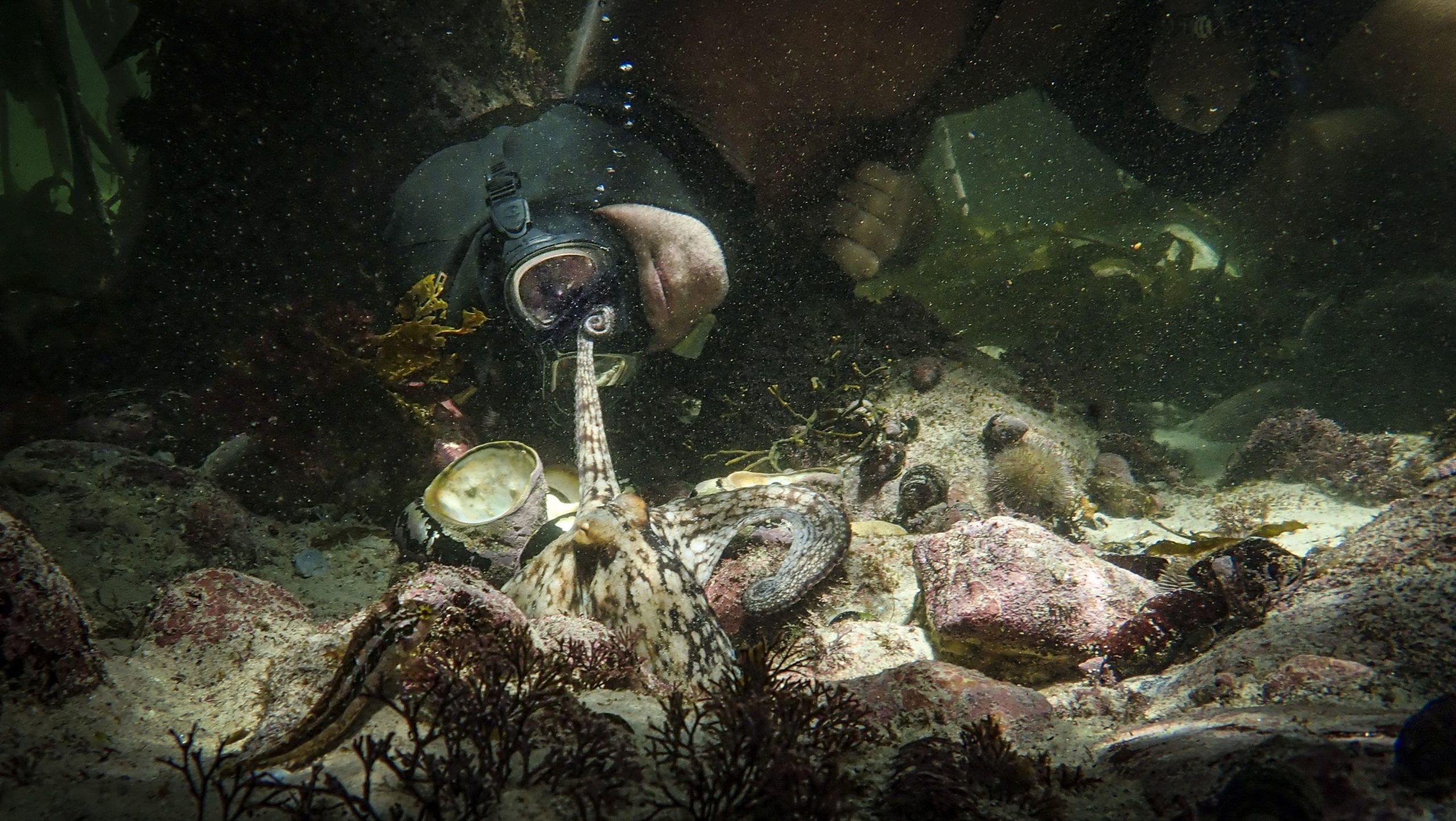 Mein Lehrer der Krake My Octopus Teacher Netflix