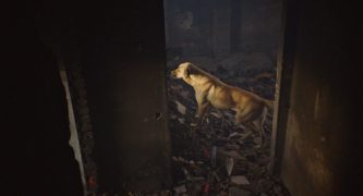 Streuner - Unterwegs mit Hundeaugen