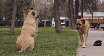 Streuner - Unterwegs mit Hundeaugen