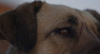 Streuner - Unterwegs mit Hundeaugen