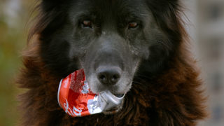 Los Reyes – Königliche Streuner