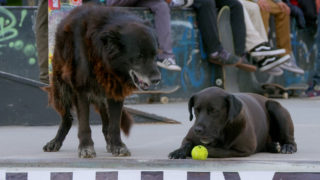 Los Reyes – Königliche Streuner