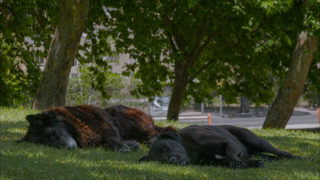 Los Reyes – Königliche Streuner