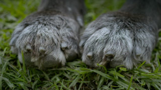 Los Reyes – Königliche Streuner