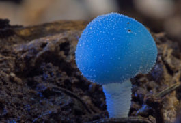 Fantasische Pilze – Die magische Welt zu unseren Füßen