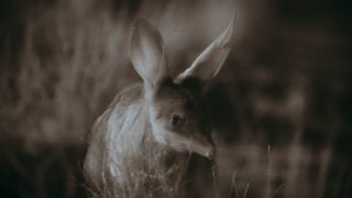 Das Tier Animal Netflix
