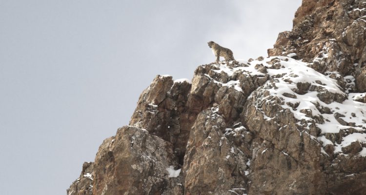 La Panthère des Neiges Der Schneeleopard