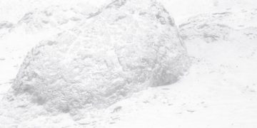 La Panthère des Neiges Der Schneeleopard