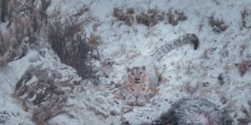 La Panthère des Neiges Der Schneeleopard