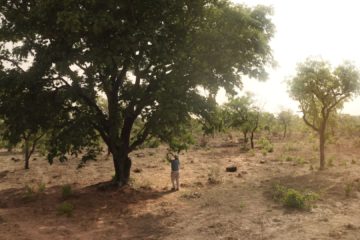 Der Waldmacher