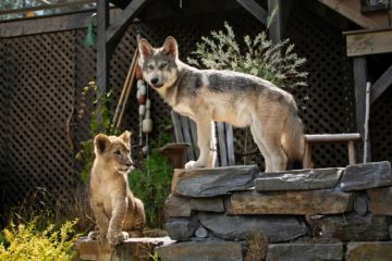 Der Wolf und der Löwe The Wolf and the Lion