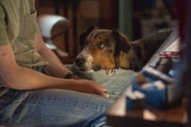 Rettungshund Ruby Rescued by Ruby Netflix