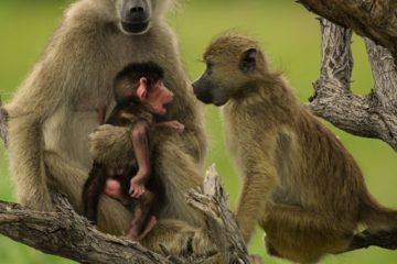 Überleben im Paradies Eine Familiengeschichte Surviving Paradise: A Family Tale Netflix