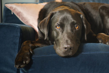 Netflix The Hidden Lives of Pets Die verborgenen Fähigkeiten unserer Haustiere