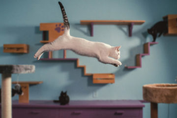 Inside the Mind of a Cat Was Katzen denken Netflix