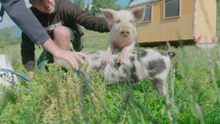 Der Bauer und der Bobo