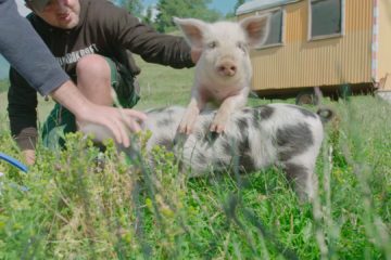 Der Bauer und der Bobo