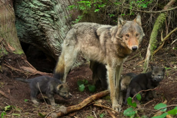 Island of the Sea Wolves Die Insel der Küstenwölfe Netflix