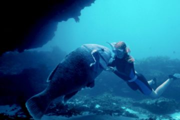 Blueback – Eine tiefe Freundschaft