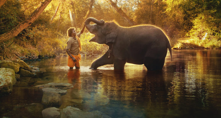 Die Elefantenflüsterer The Elephant Whisperer Netflix
