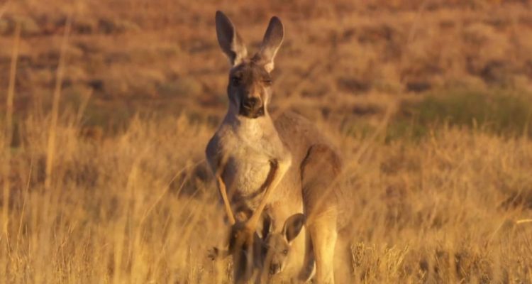 Kangaroo Valley Netflix