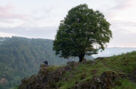 Die Verteidigerin Der Gesang des Raben TV Fernsehen Das Erste ARD Mediathek