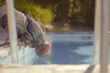 Mandibules Eine Fliege kommt selten allein