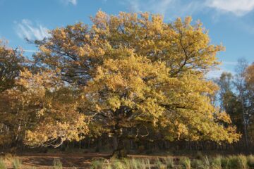 Die Eiche – Mein Zuhause la chene