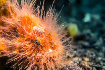 Wunder des Pazifiks Wonders of the Ocean Disney+ National Geographic