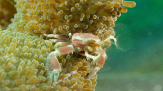 Wunder des Pazifiks Wonders of the Ocean Disney+ National Geographic