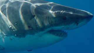 Wunder des Pazifiks Wonders of the Ocean Disney+ National Geographic