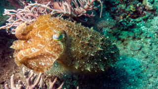 Wunder des Pazifiks Wonders of the Ocean Disney+ National Geographic