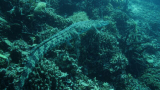 Wunder des Pazifiks Wonders of the Ocean Disney+ National Geographic